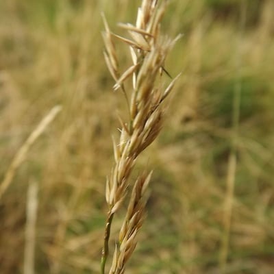 Agrostis curtisii — flower
