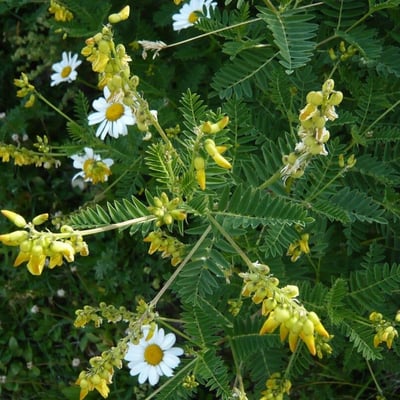 Astragalus penduliflorus — flower