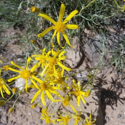 Senecio flaccidus — flower