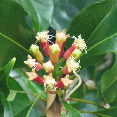 Syzygium aromaticum — flower