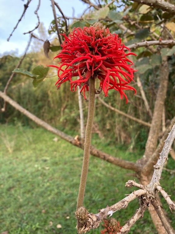 Erythrina