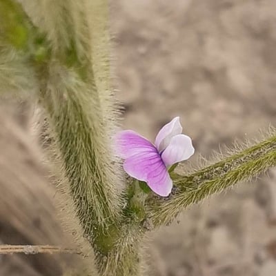 Glycine max — flower