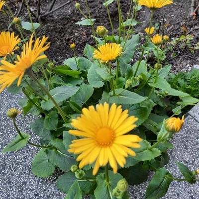 Doronicum plantagineum — flower