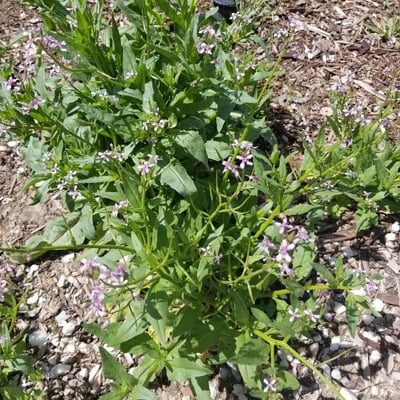 Chorispora tenella — flower