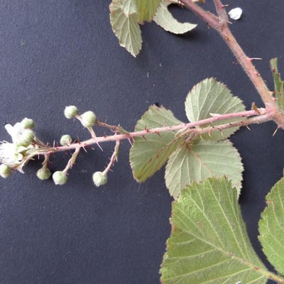 Rubus vestitus — flower