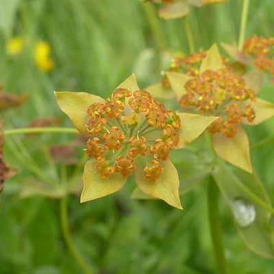 Bupleurum longifolium — flower