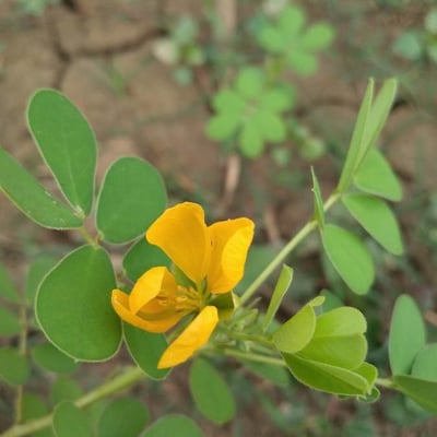 Senna tora — flower