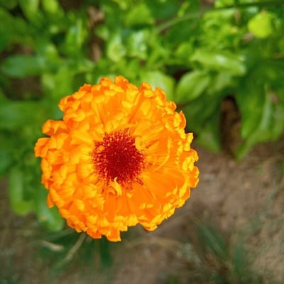 Corynephorus canescens — flower