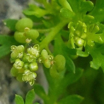 Lepidium didymum — flower