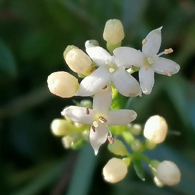 Galium saxatile — flower