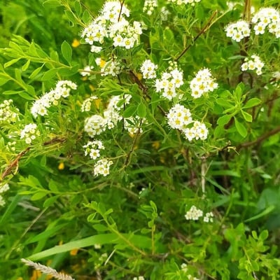 Spiraea hypericifolia — flower