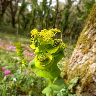 Smyrnium perfoliatum — flower