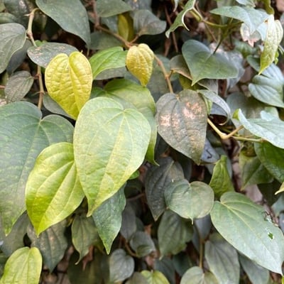 Piper nigrum — leaf