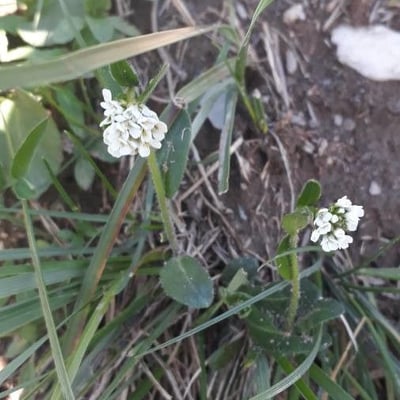 Arabis ciliata — flower
