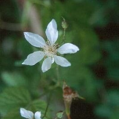 Rubus ursinus — flower