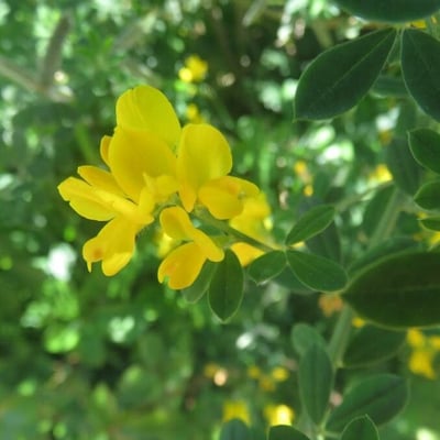 Genista monspessulana — flower