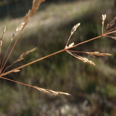 Deschampsia media — flower
