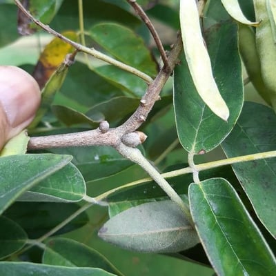 Maackia amurensis — leaf
