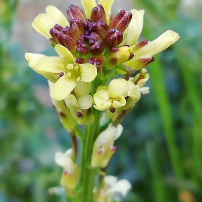 Barbarea intermedia — flower