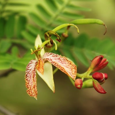 Tamarindus indica — flower