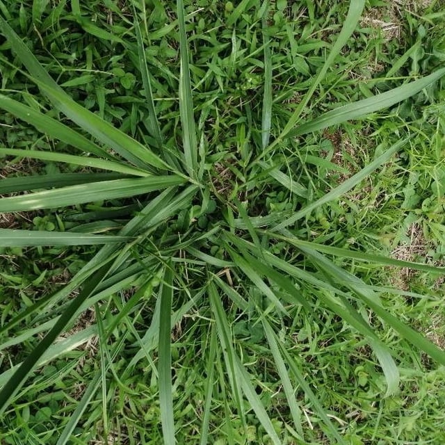 Urochloa brizantha — leaf