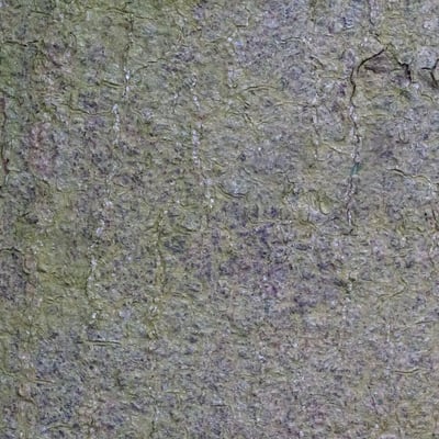 Bombax costatum — bark
