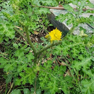 Solanum rostratum — flower