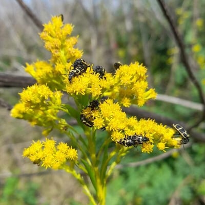 Solidago chilensis — flower