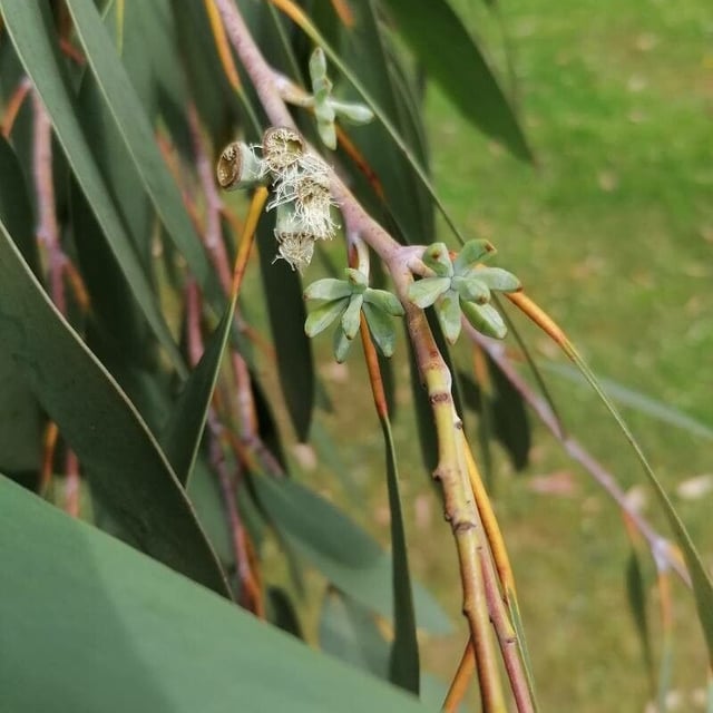 Eucalyptus pauciflora — flower