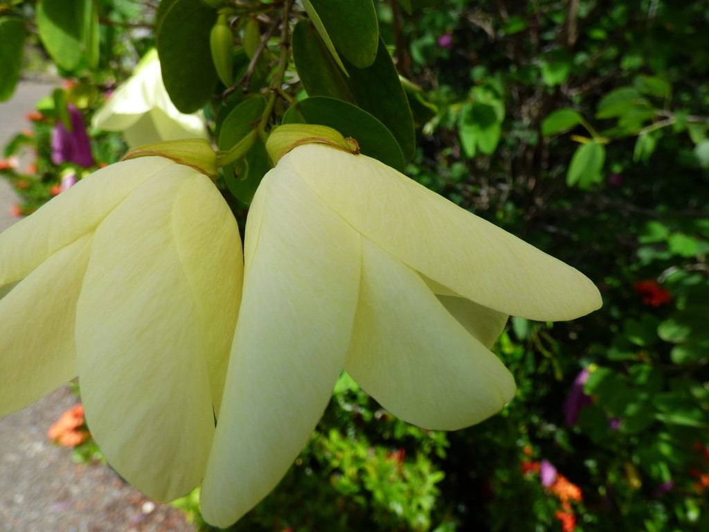 Bell bauhinia