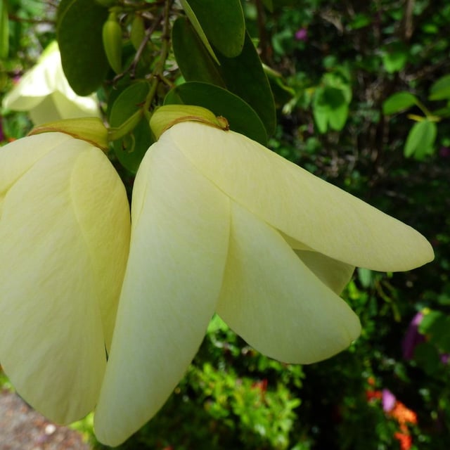 Bell bauhinia