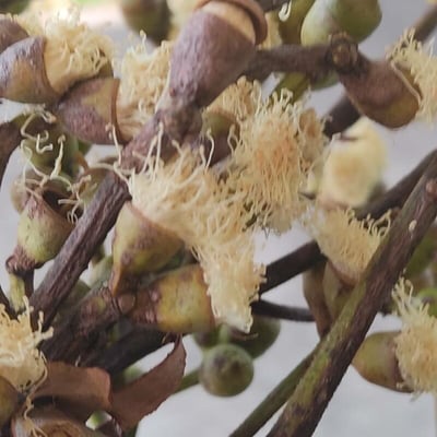Corymbia citriodora — flower