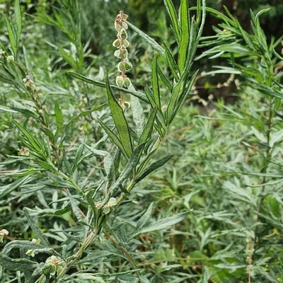 Artemisia verlotiorum — flower