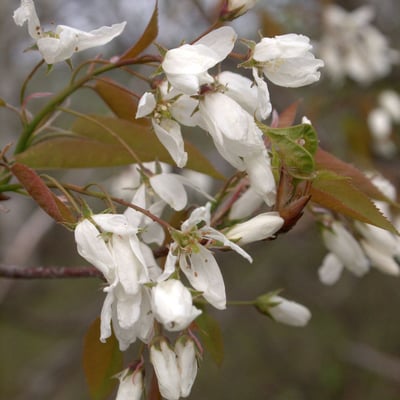 Amelanchier laevis — flower