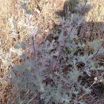 Artemisia scoparia — leaf