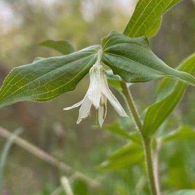 Prosartes hookeri — flower