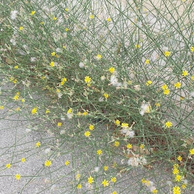 Launaea fragilis — flower