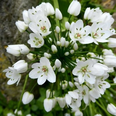 Allium neapolitanum — flower