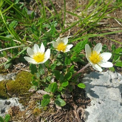 Dryas octopetala — flower