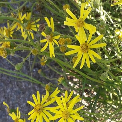 Senecio inaequidens — flower