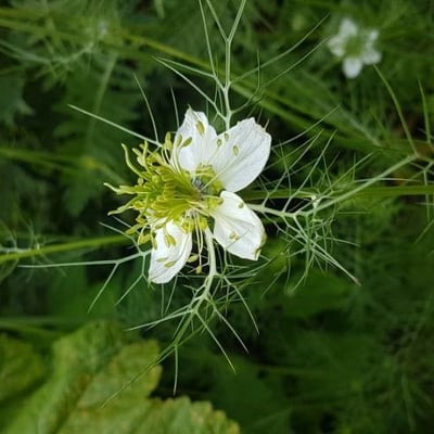 Nigella arvensis — flower