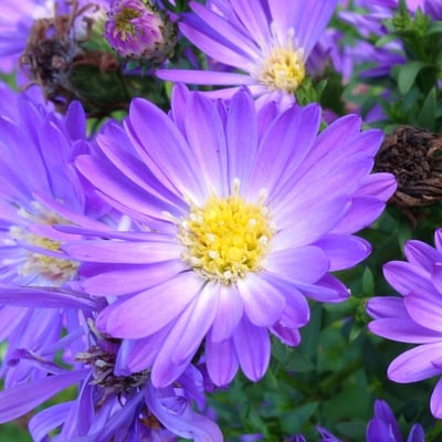 Symphyotrichum novi-belgii — flower