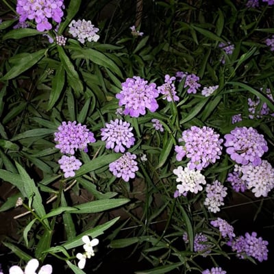 Iberis umbellata — flower