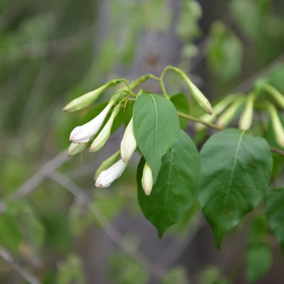 Coutarea hexandra — flower