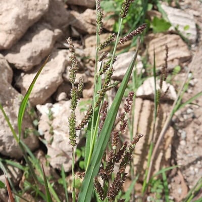 Echinochloa colona — flower
