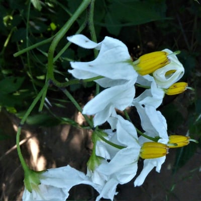 Solanum chacoense — flower