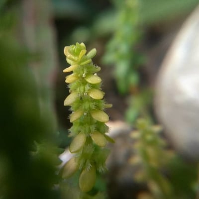 Valantia muralis — flower