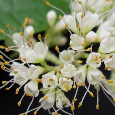 Callicarpa acuminata — flower