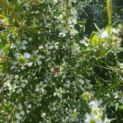 Leptospermum continentale — flower