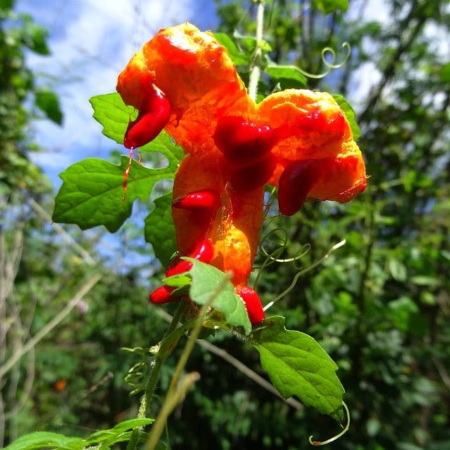 Momordica charantia — flower